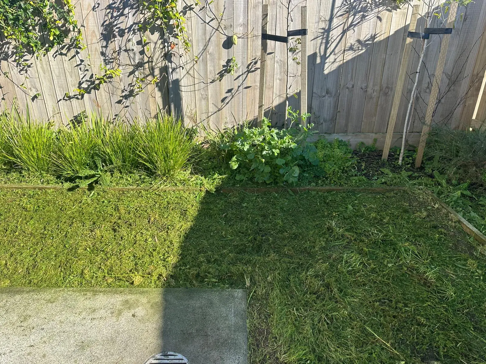 Professional lawn mowing service in Auckland