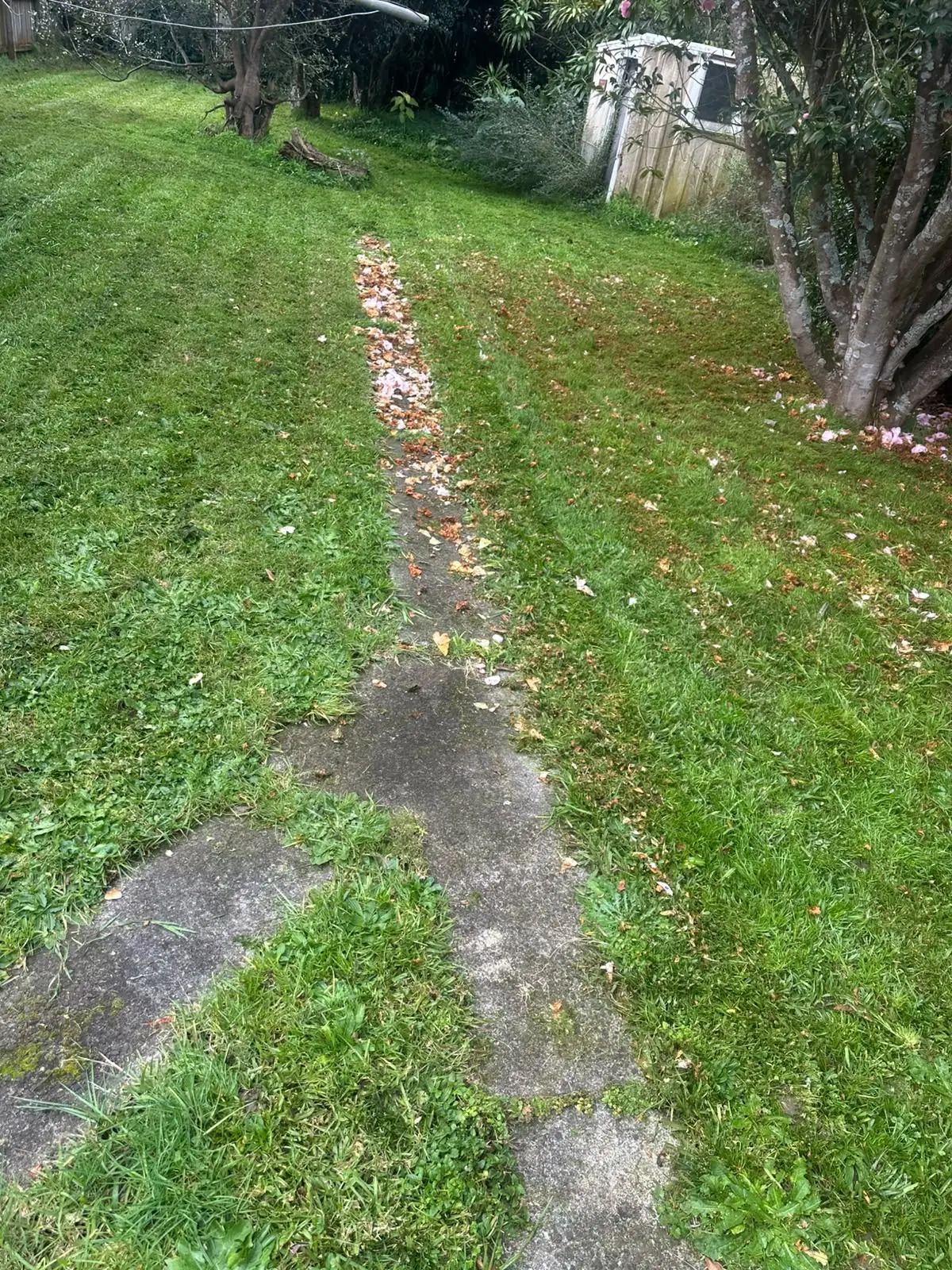 Freshly mowed residential lawn in Auckland